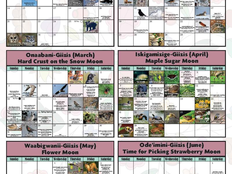 Phenology calendar
