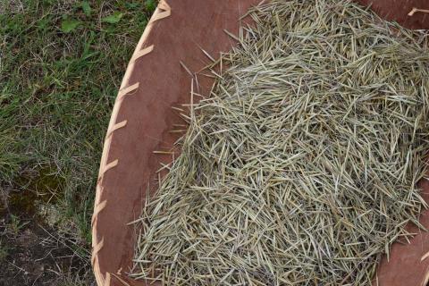 wild rice in birch basket