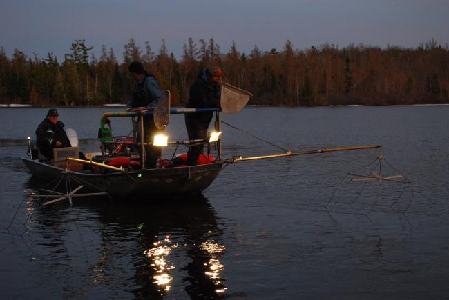 electrofishing twilight